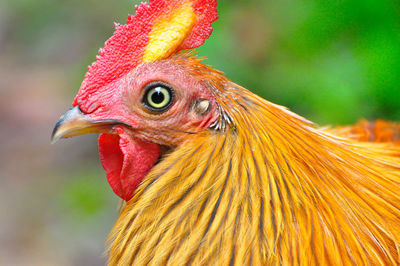 Close-up of rooster