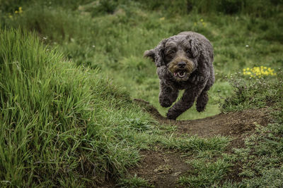 Portrait of dog on field