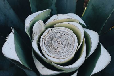 Close-up of lotus rose