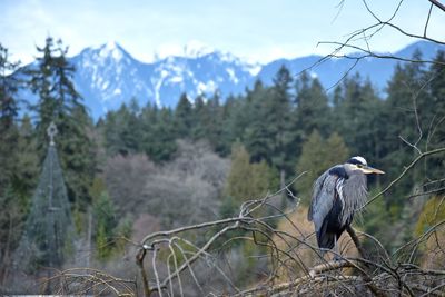 View of bird perching on tree against mountain