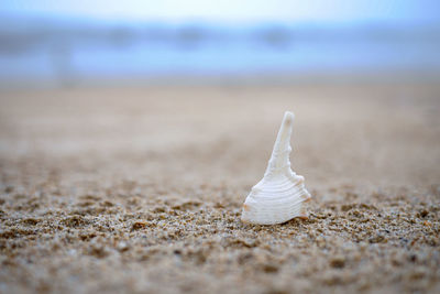 Close-up of sand on beach against sky