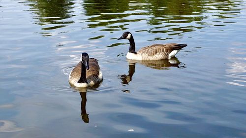 Birds swimming in lake