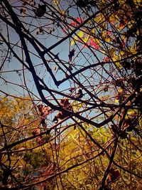 Low angle view of flower tree against sky