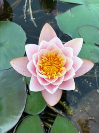 Close-up of lotus water lily in lake