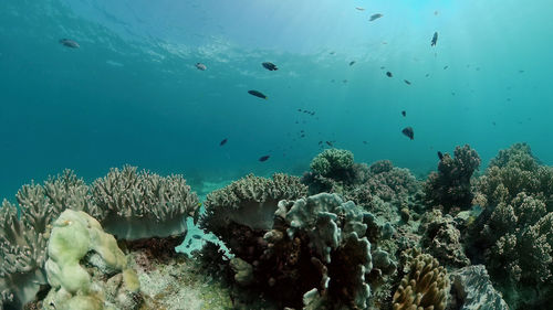 undersea