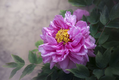 Close-up of pink flowering plant