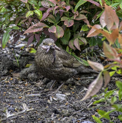 Close-up of bird perching on a field