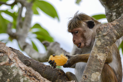 Monkey on tree