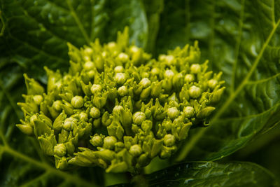 Close-up of flower buds