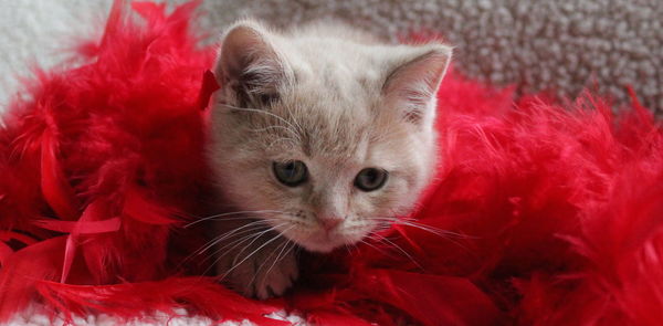 Close-up portrait of cat