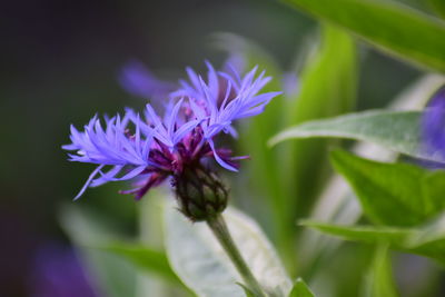 Close-up of purple flowering plant