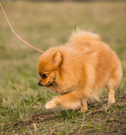 View of a dog on field