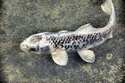 Close-up of fish in pond