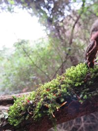 Close-up of moss growing on tree trunk