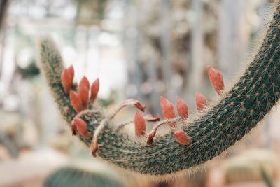 Close-up of cactus plant