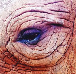 Close-up portrait of rhino eye