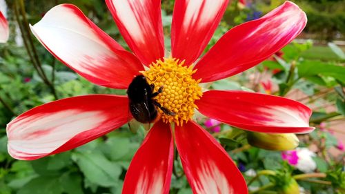 Close-up of bee pollinating flower