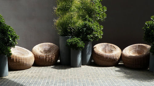 Potted plants in basket on table