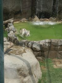 Sheep on sand