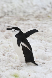 Penguin walking on snow covered field