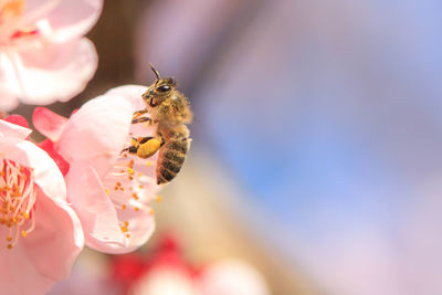 Close-up of bee pollinating on flower