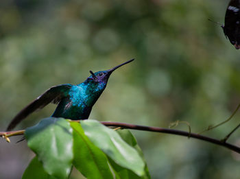 Close-up of bird perching on twig