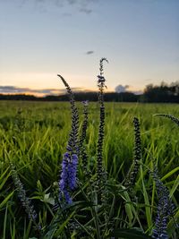 Close-up of crops growing on field against sky