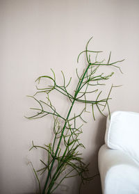 Close-up of potted plant on table at home