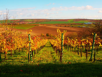 Scenic view of vineyard against sky