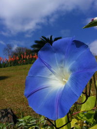 Purple flowers blooming in field