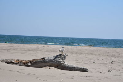 Driftwood on beach against sky