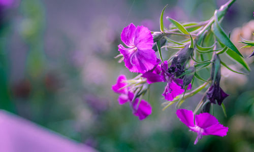 Close-up of bee on flower