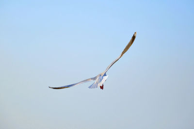 Low angle view of a bird flying in sky