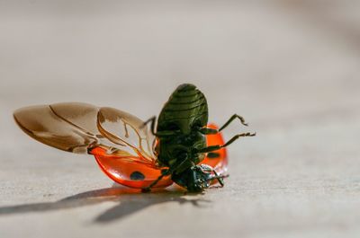 Close-up of butterfly on leaf