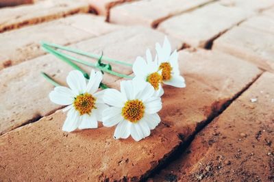 High angle view of white flowering plant