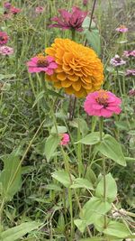 Close-up of pink flowering plants