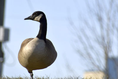 Close-up of a geese perching 