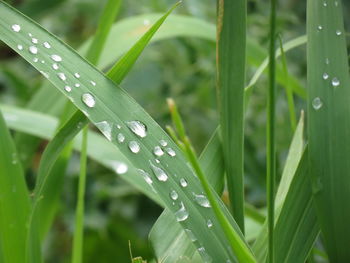 Close-up of water drops on grass