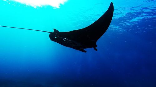 Low angle view of fish swimming in sea