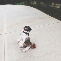 Dog sitting on floor