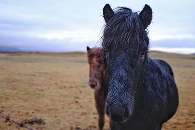 Close-up of a horse on field