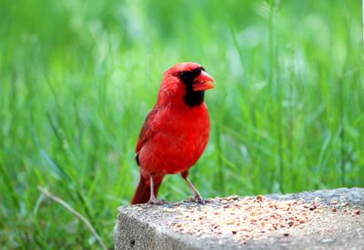 Close-up of bird perching on grass