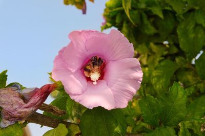 Close-up of pink flower