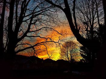 Silhouette of bare tree at sunset