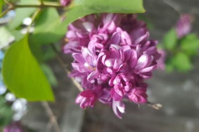 Close-up of pink flowers