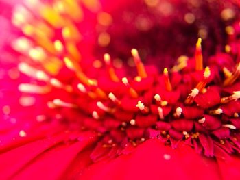 Close-up of pink flower