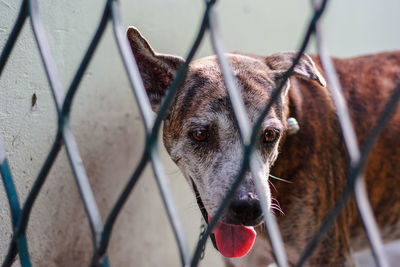 Close-up portrait of a dog