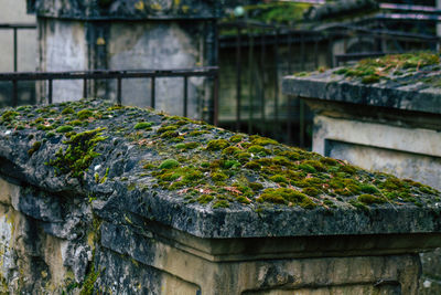 Close-up of plants growing on old building