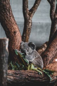 Close-up of lizard on tree trunk