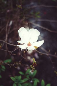 Close-up of white flowers